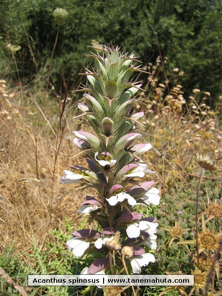 Acanthus spinosus.JPG