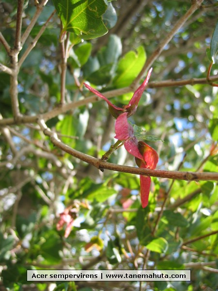 Acer sempervirens.JPG