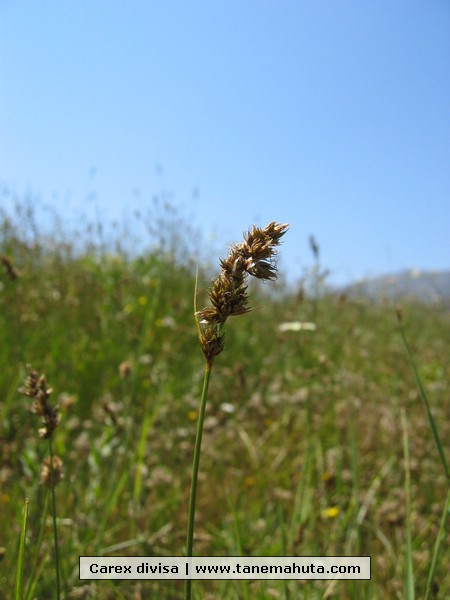 Carex divisa.JPG