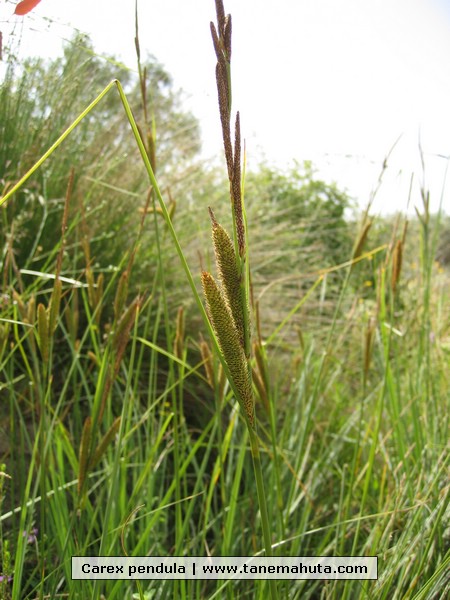 Carex pendula.jpg