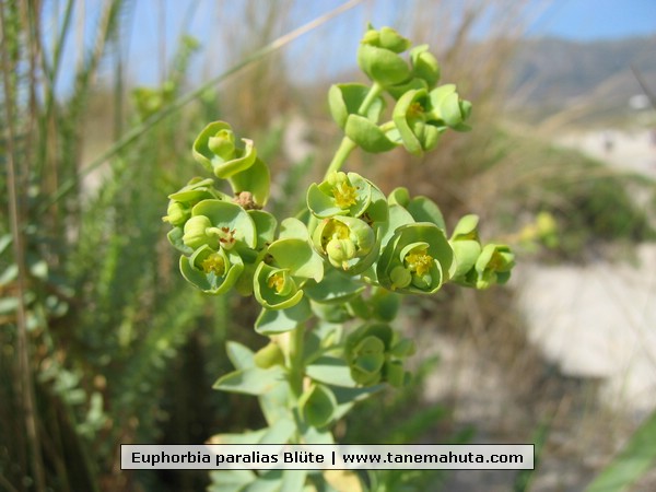 Euphorbia paralias Bl�te.jpg