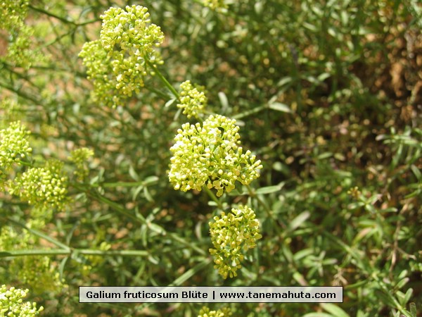 Galium fruticosum Bl�te.jpg