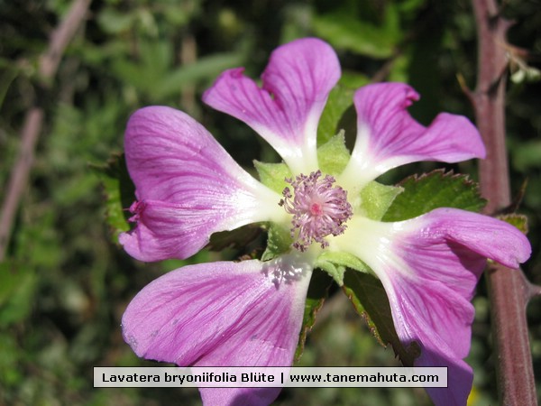 Lavatera bryoniifolia Bl�te.jpg