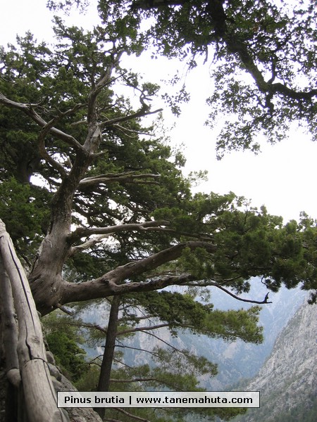 Pinus brutia.JPG