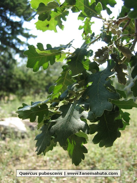 Quercus pubescens.JPG