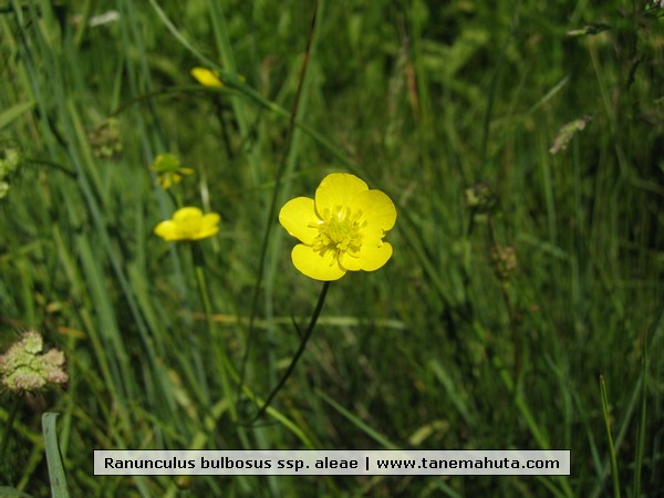 Ranunculus bulbosus ssp. aleae.JPG