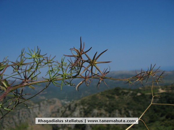 Rhagadialus stellatus.JPG