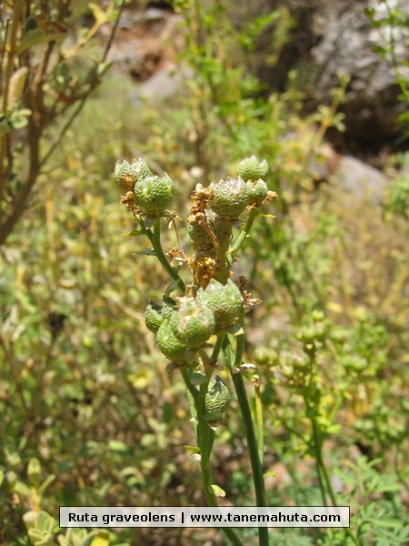 Ruta graveolens.JPG