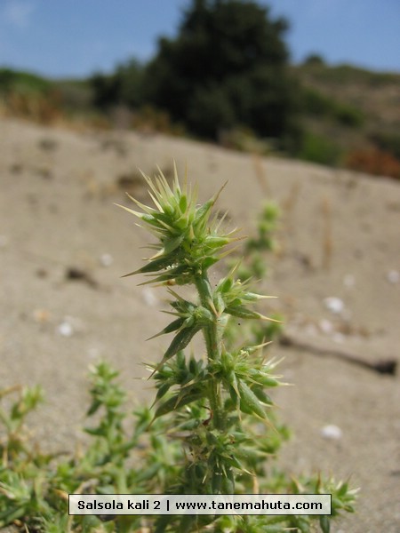 Salsola kali 2.jpg
