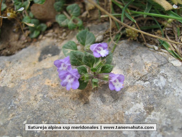 Satureja alpina ssp meridonales.JPG