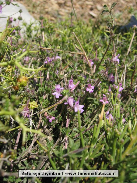 Satureja thymbra.JPG