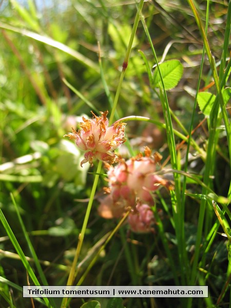 Trifolium tomentusum.JPG