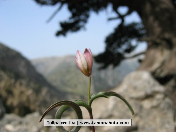 Tulipa cretica.JPG