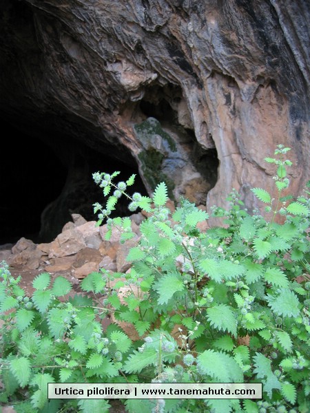 Urtica pilolifera.JPG