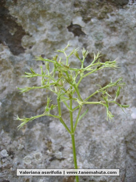 Valeriana aserifolia.JPG