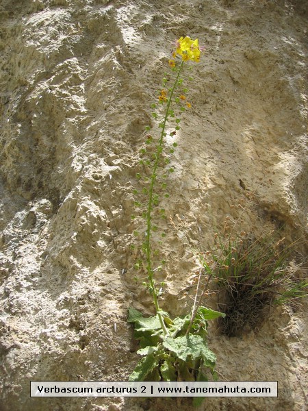 Verbascum arcturus 2.jpg