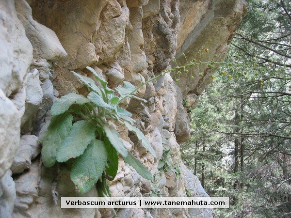 Verbascum arcturus.JPG