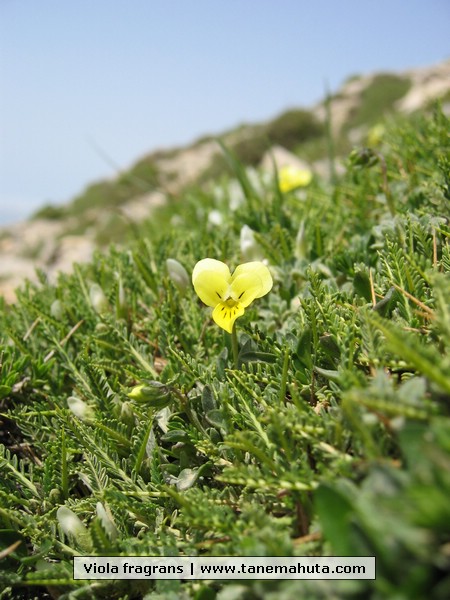 Viola fragrans.JPG