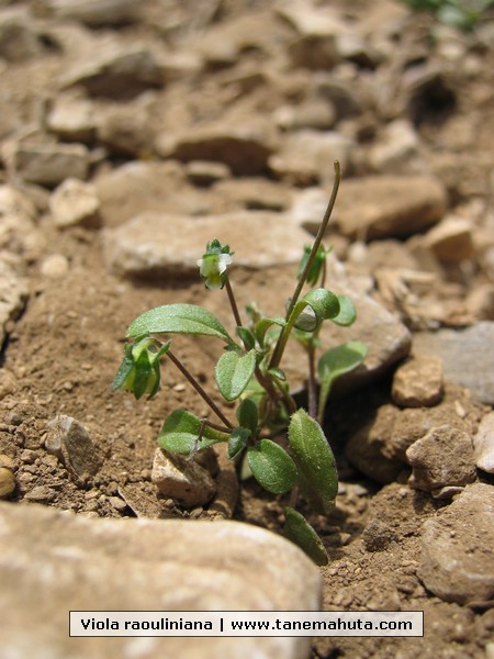 Viola raouliniana.JPG