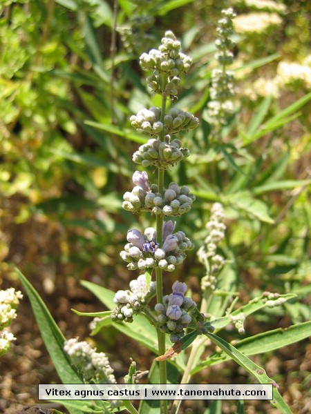 Vitex agnus castus.JPG