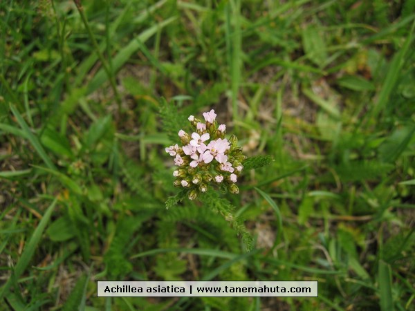 Achillea asiatica.JPG