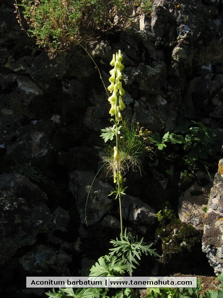 Aconitum barbatum.JPG