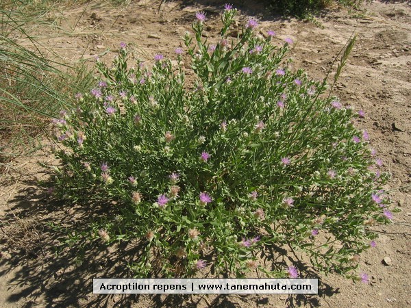 Acroptilon repens.JPG