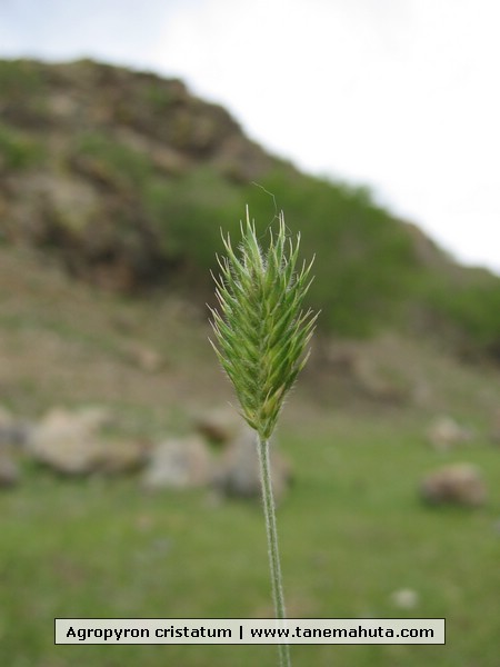 Agropyron cristatum.JPG