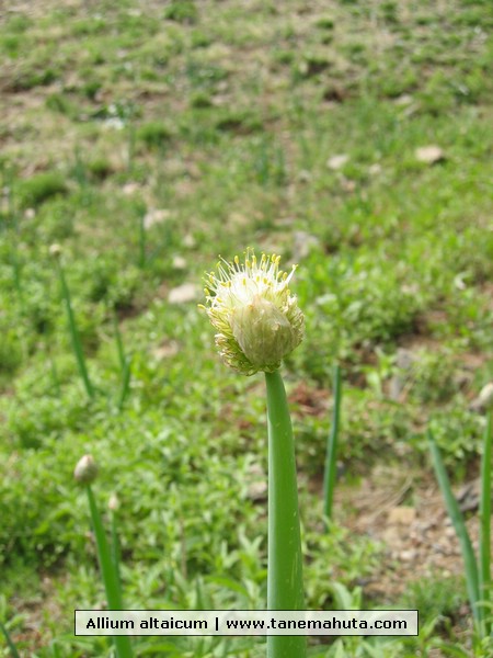 Allium altaicum.JPG