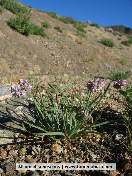 Allium cf senescens.JPG