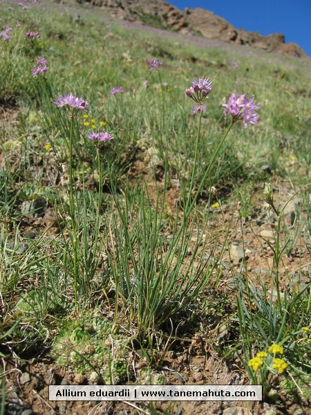 Allium eduardii.JPG