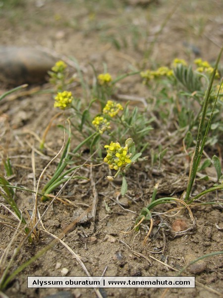 Alyssum oburatum.JPG