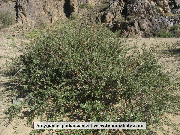 Amygdalus pedunculata.JPG