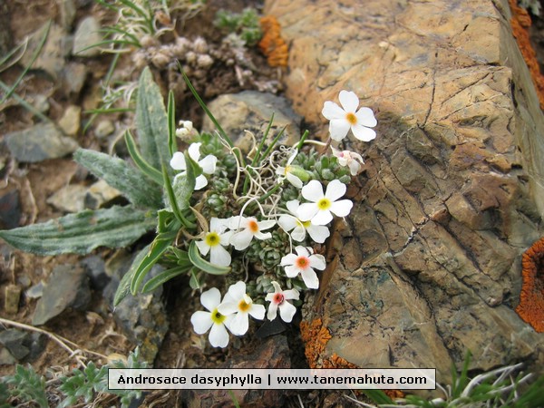 Androsace dasyphylla.JPG