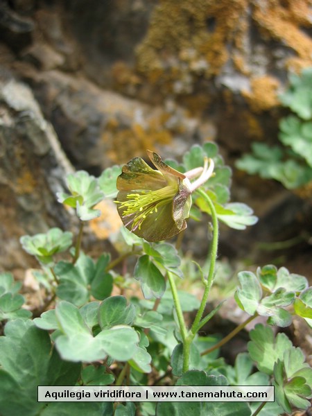 Aquilegia viridiflora.JPG