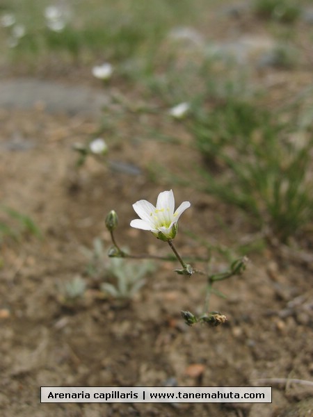 Arenaria capillaris.JPG