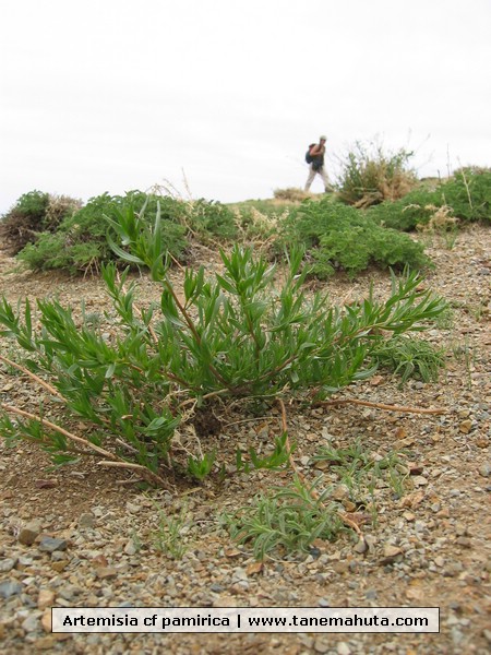 Artemisia cf pamirica.JPG