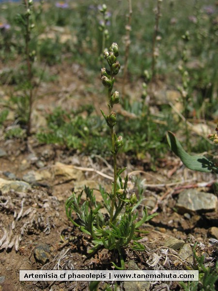 Artemisia cf phaeolepis.JPG