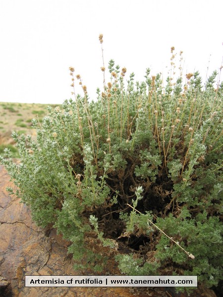 Artemisia cf rutifolia.JPG