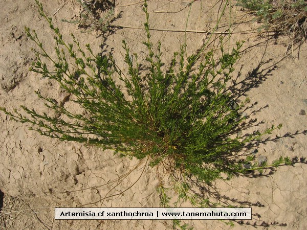 Artemisia cf xanthochroa.JPG