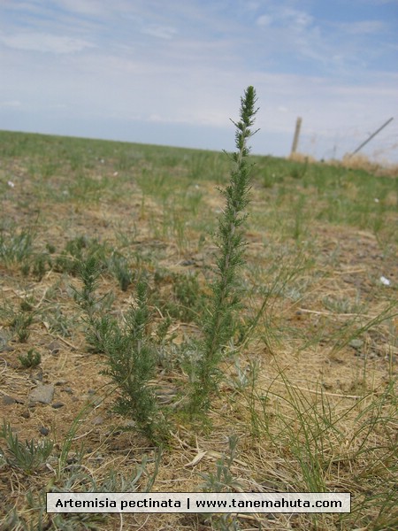 Artemisia pectinata.JPG