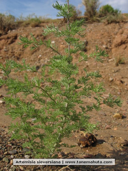 Artemisia sieversiana.JPG