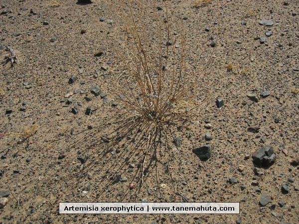 Artemisia xerophytica.JPG
