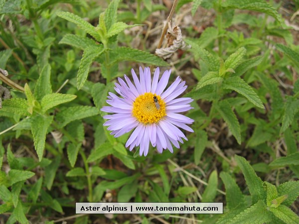 Aster alpinus.jpg