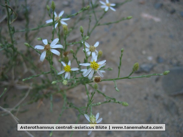 Asterothamnus centrali-asiaticus Blüte.jpg