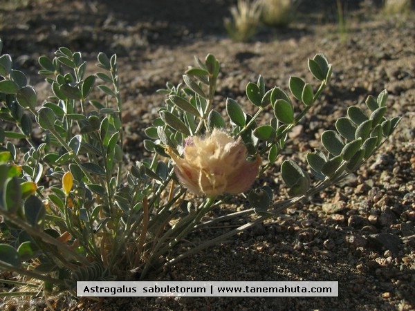 Astragalus  sabuletorum.JPG
