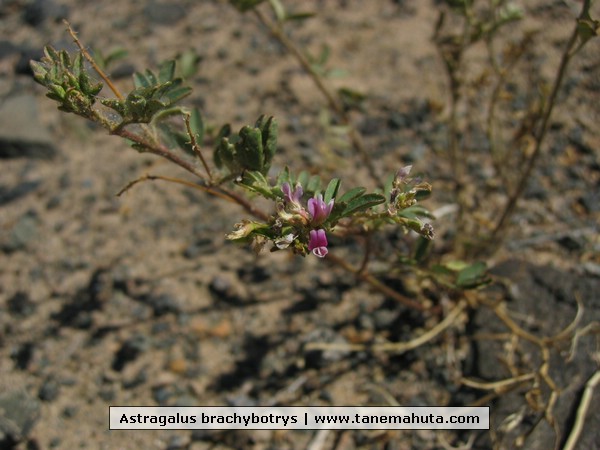 Astragalus brachybotrys.JPG