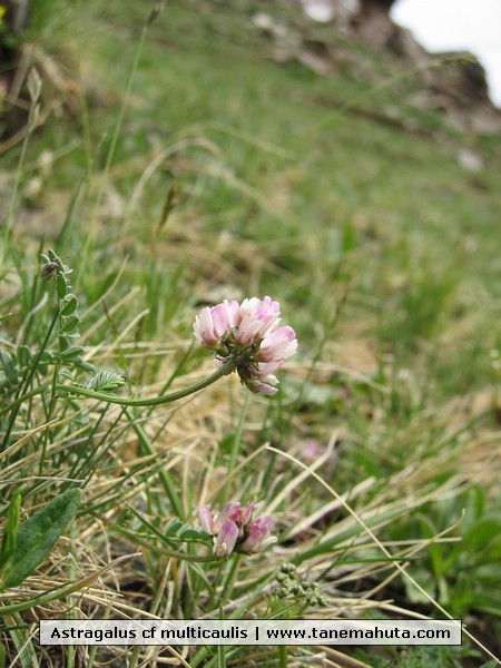 Astragalus cf multicaulis.JPG