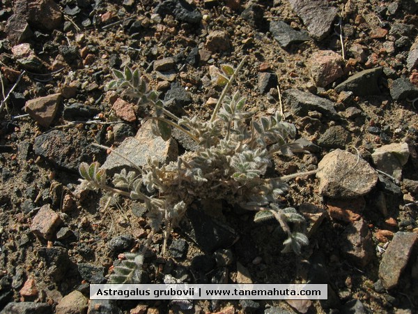 Astragalus grubovii.JPG