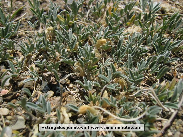 Astragalus junatovii.JPG